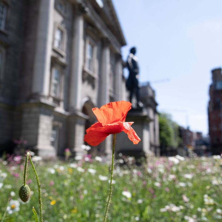 poppy in grass